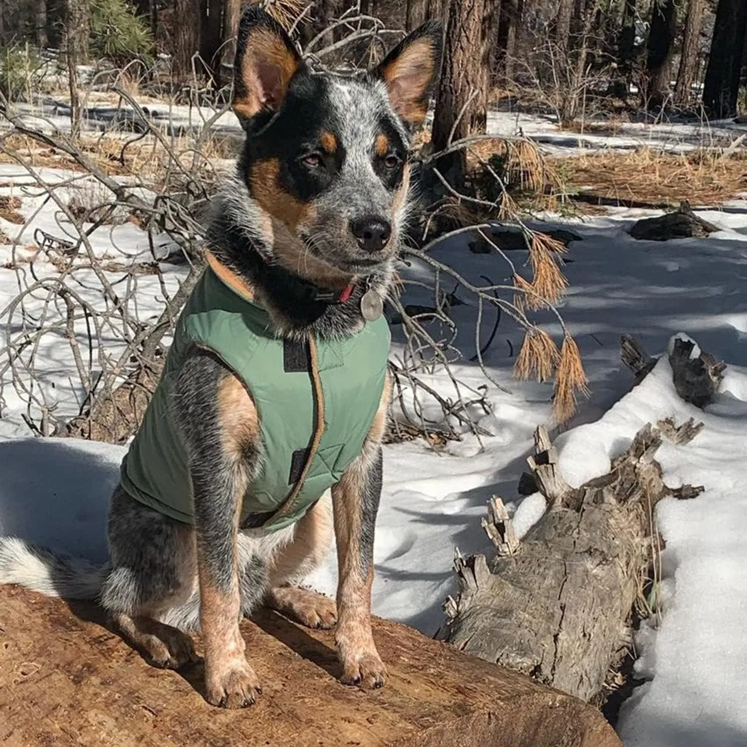 Gooby - Sports Vest, Fleece Lined Small Dog Cold Weather Jacket Coat Sweater with Reflective Lining, Green, Small