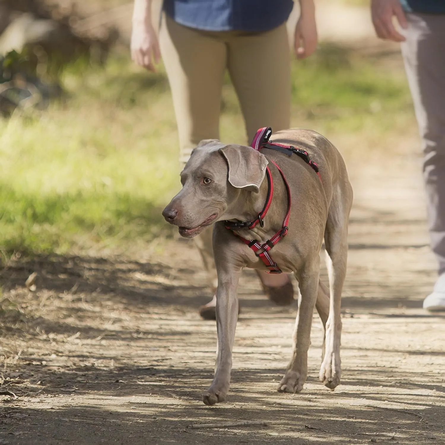 HALTI Walking Harness - Lightweight Dog Harness with Handle, Reflective & Adjustable, Ideal for Puppy Walks, Suitable for Large Dogs and Puppies (Size L, Purple)