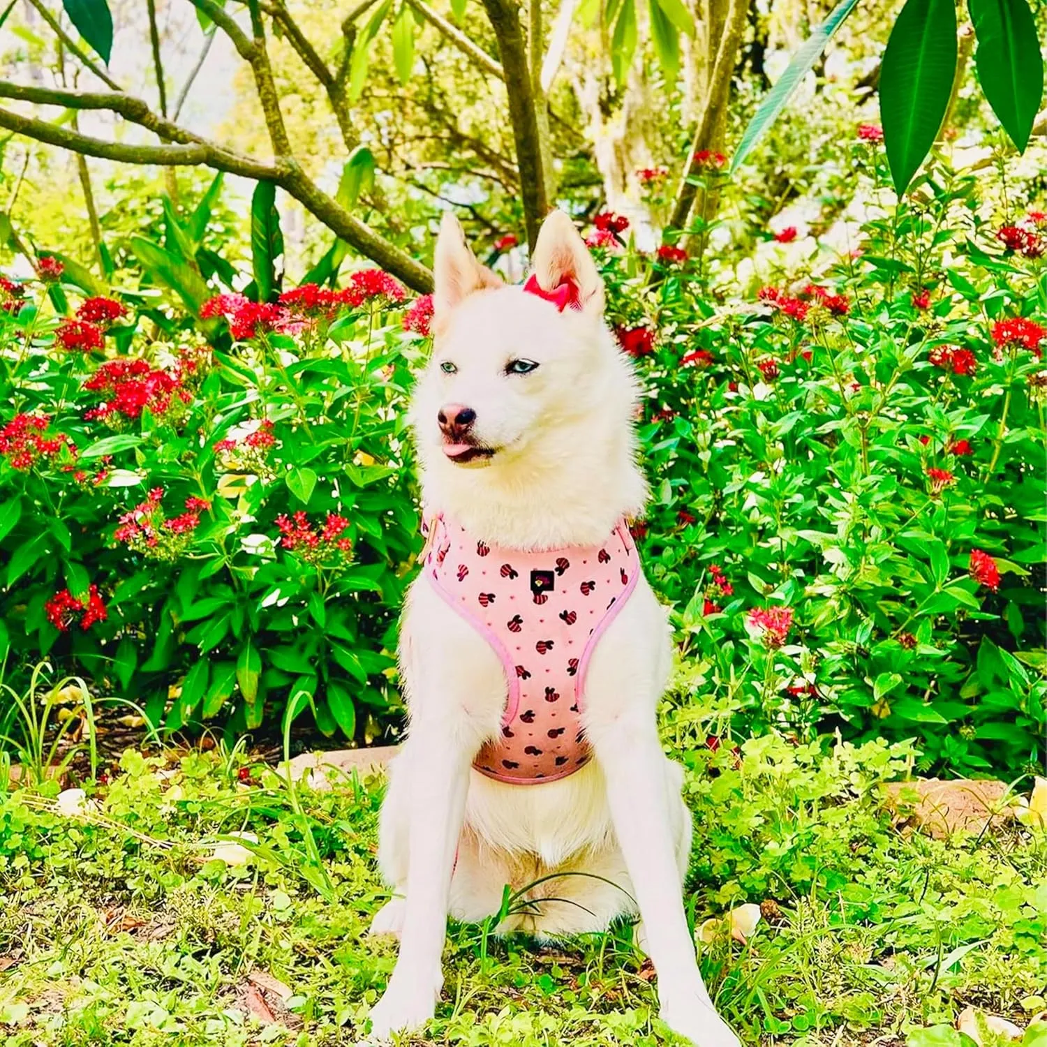 Large Dog Harness Set – No Pull Step-in Harness, Leash, Adjustable Collar & Poop Bag Holder – Soft Matching Set for Dogs 24–60 lbs – Pink with Premium Accessories