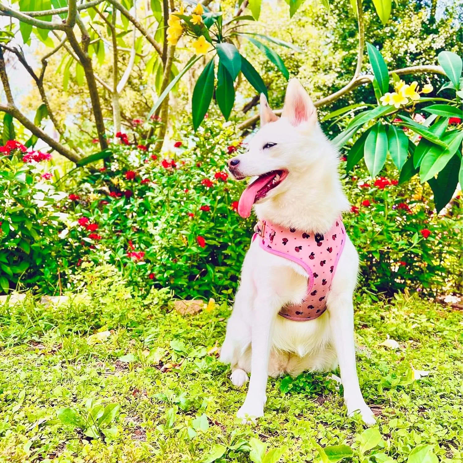 Large Dog Harness Set – No Pull Step-in Harness, Leash, Adjustable Collar & Poop Bag Holder – Soft Matching Set for Dogs 24–60 lbs – Pink with Premium Accessories
