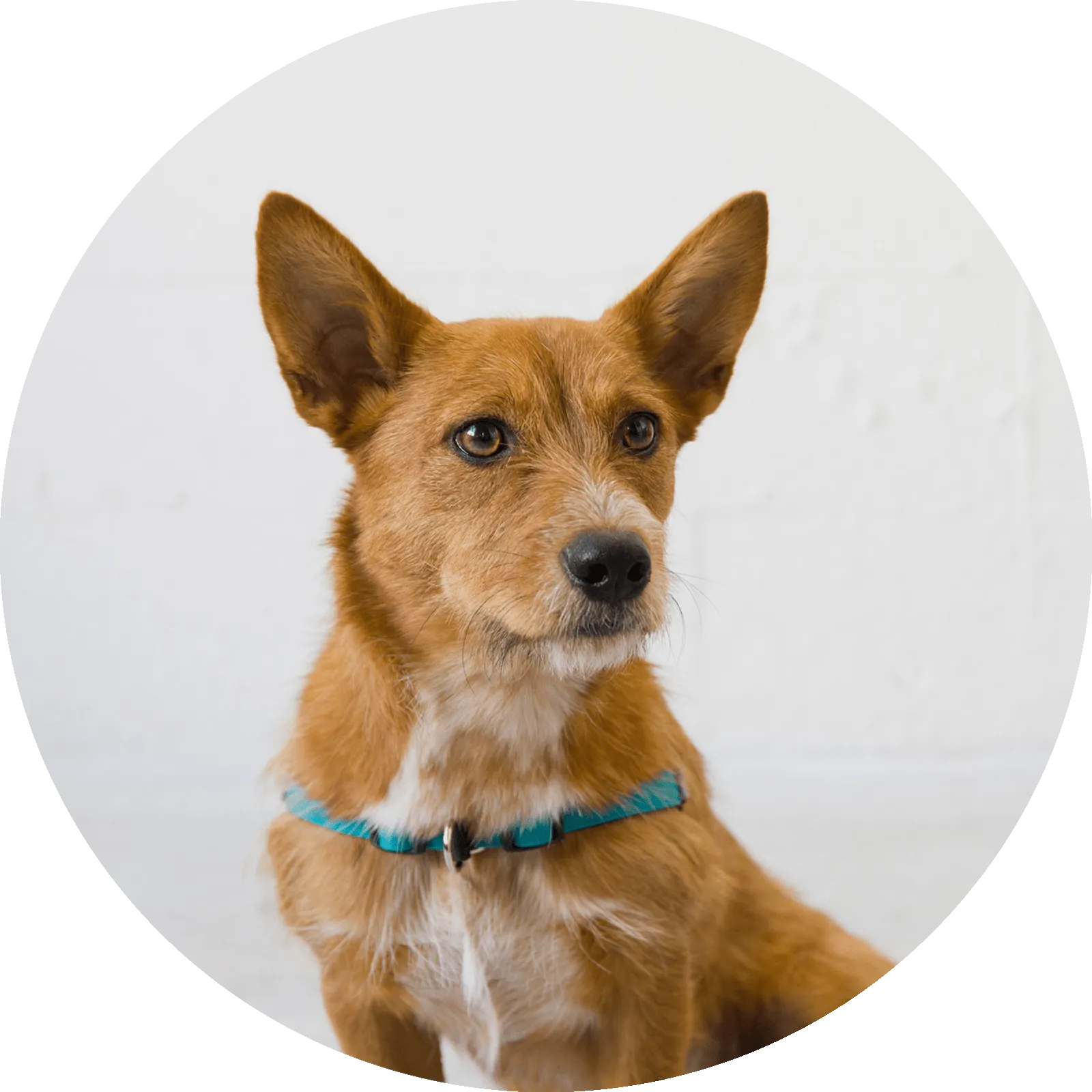 Linden No Pull Dog Harness