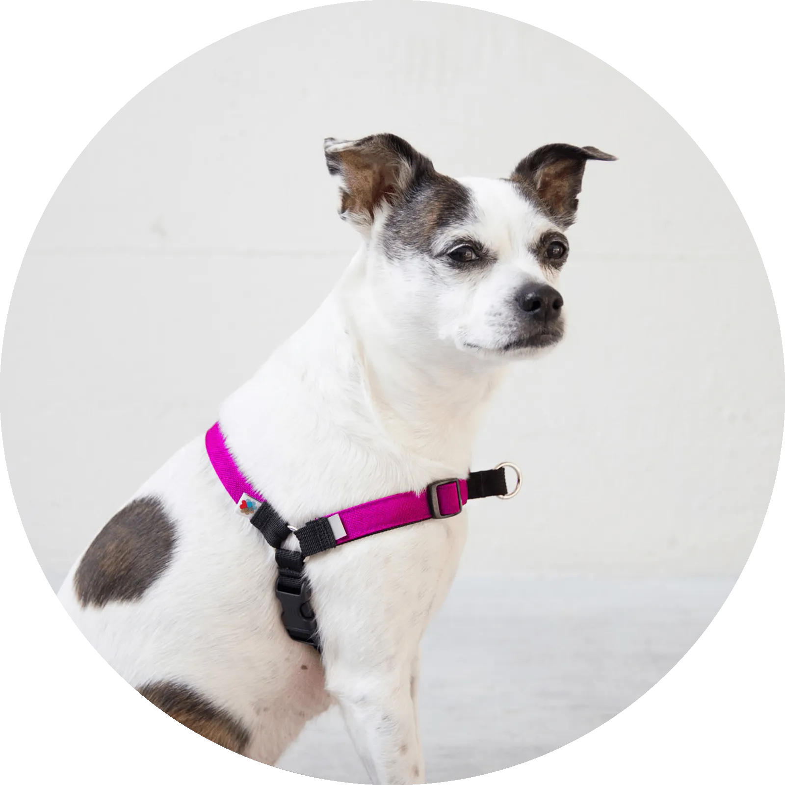 Linden No Pull Dog Harness
