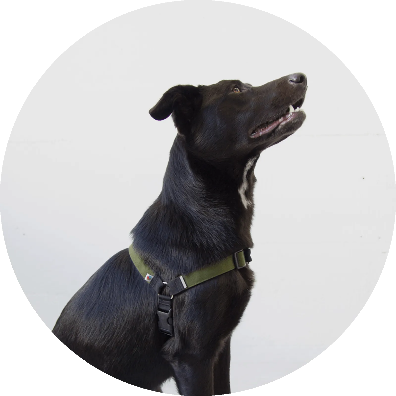Linden No Pull Dog Harness