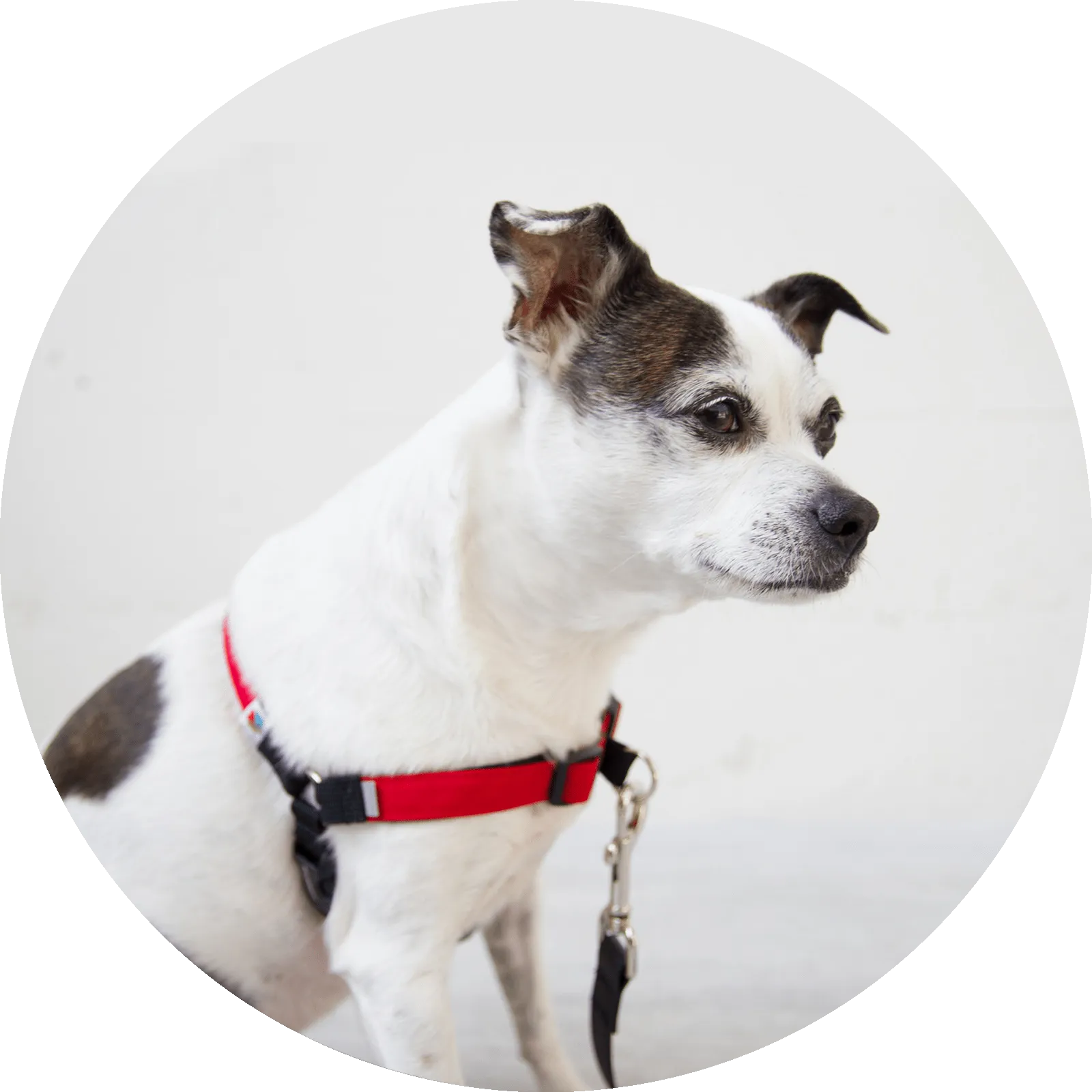 Linden No Pull Dog Harness