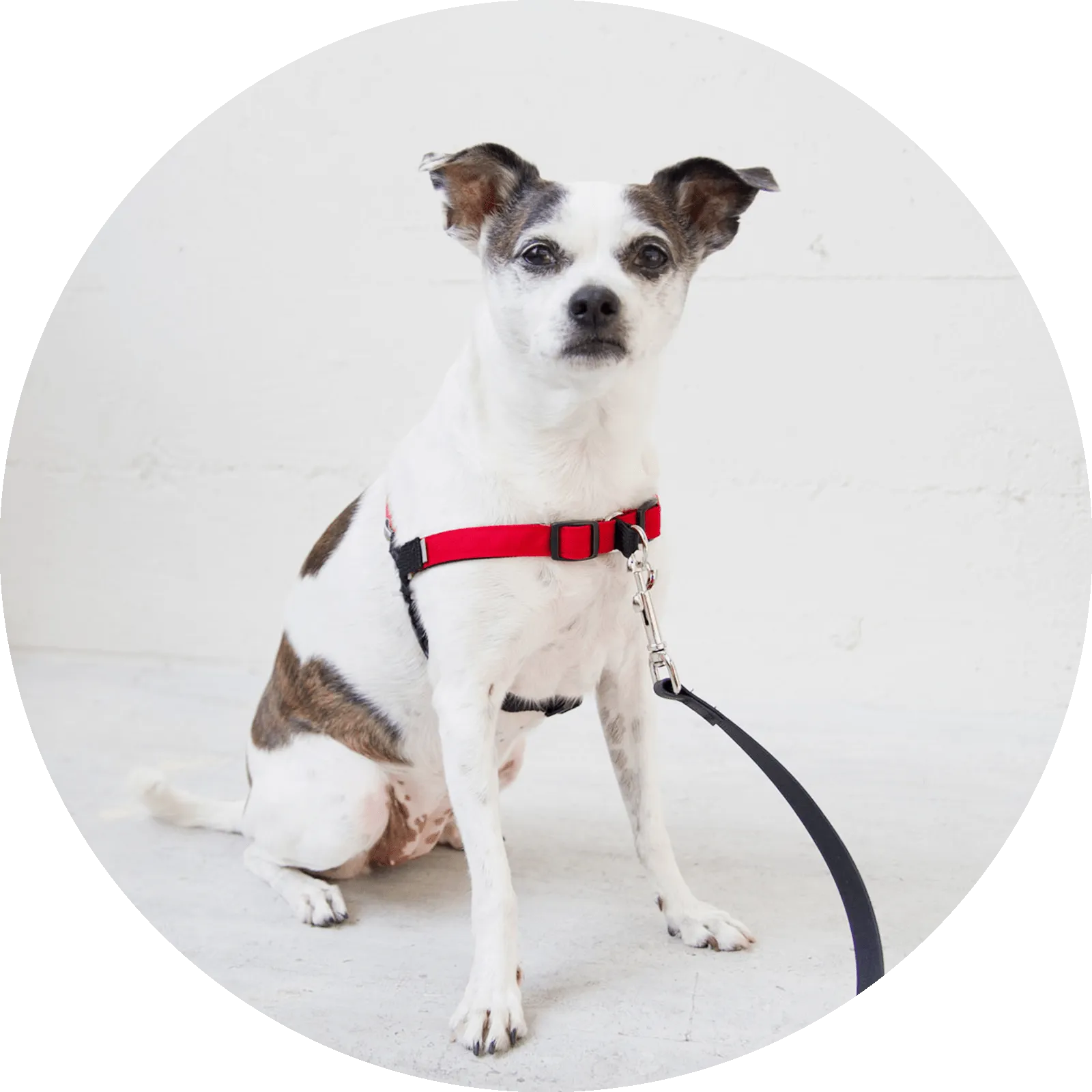 Linden No Pull Dog Harness