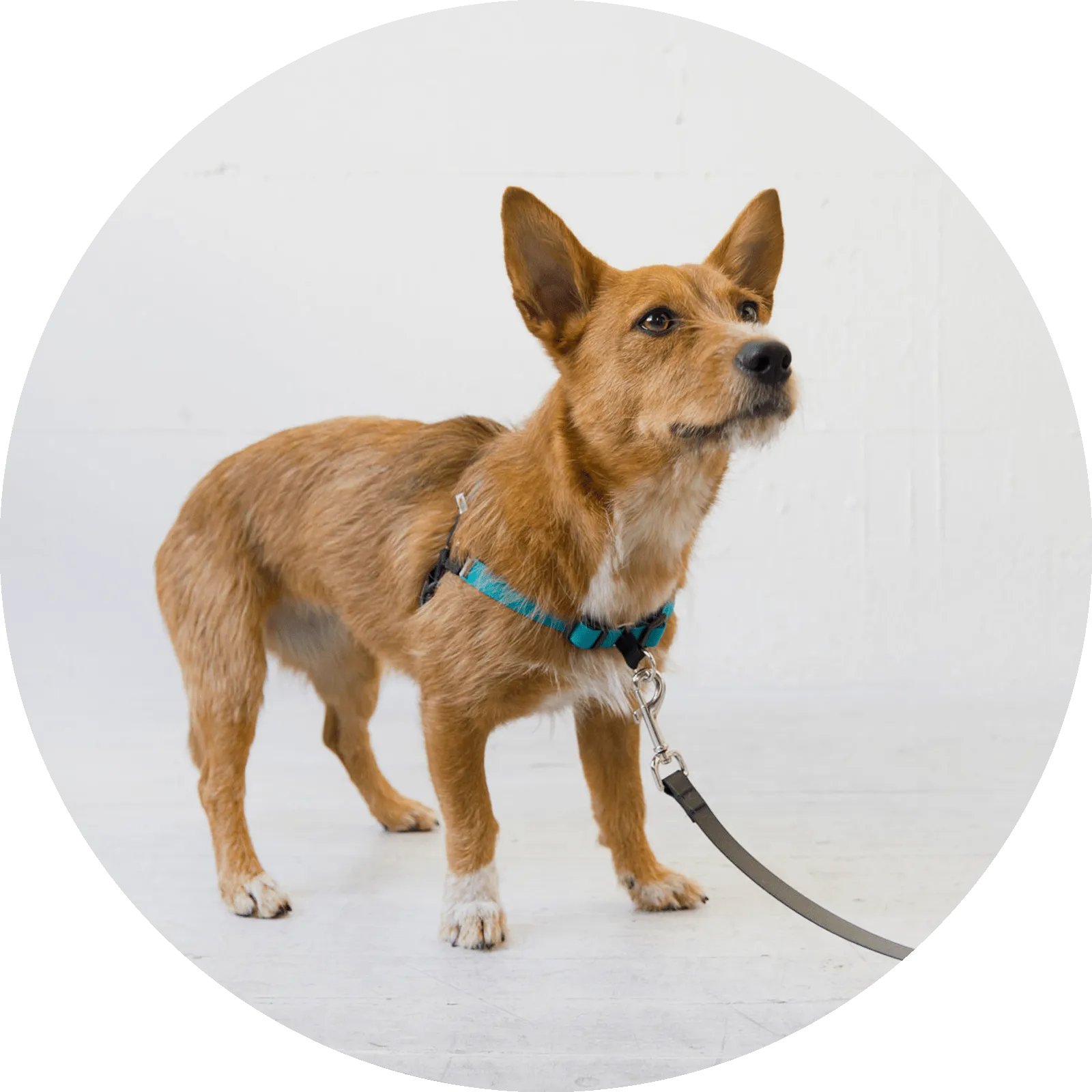 Linden No Pull Dog Harness