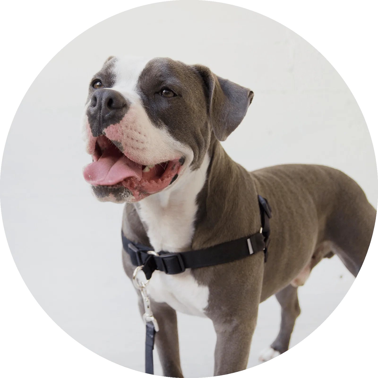 Linden No Pull Dog Harness