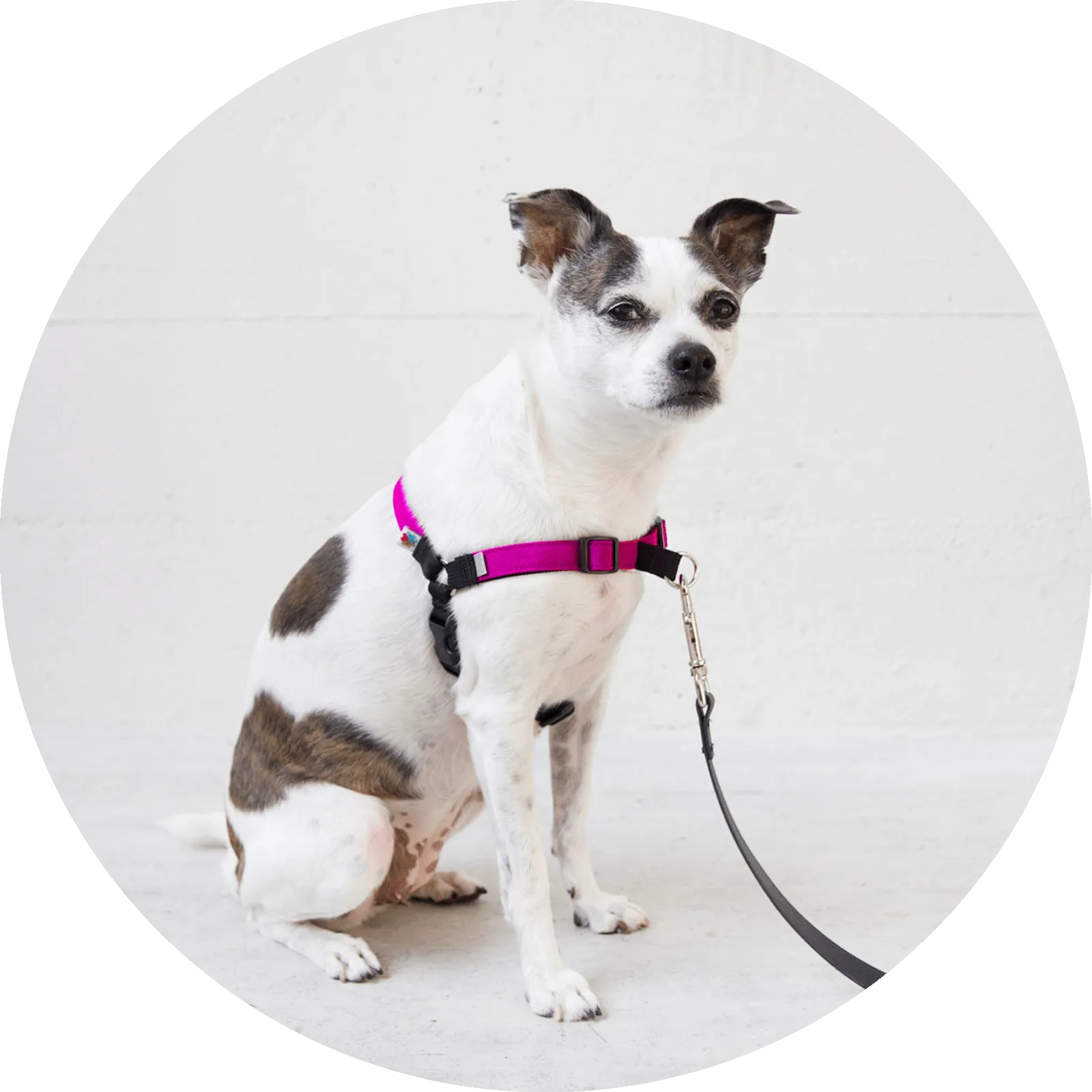 Linden No Pull Dog Harness