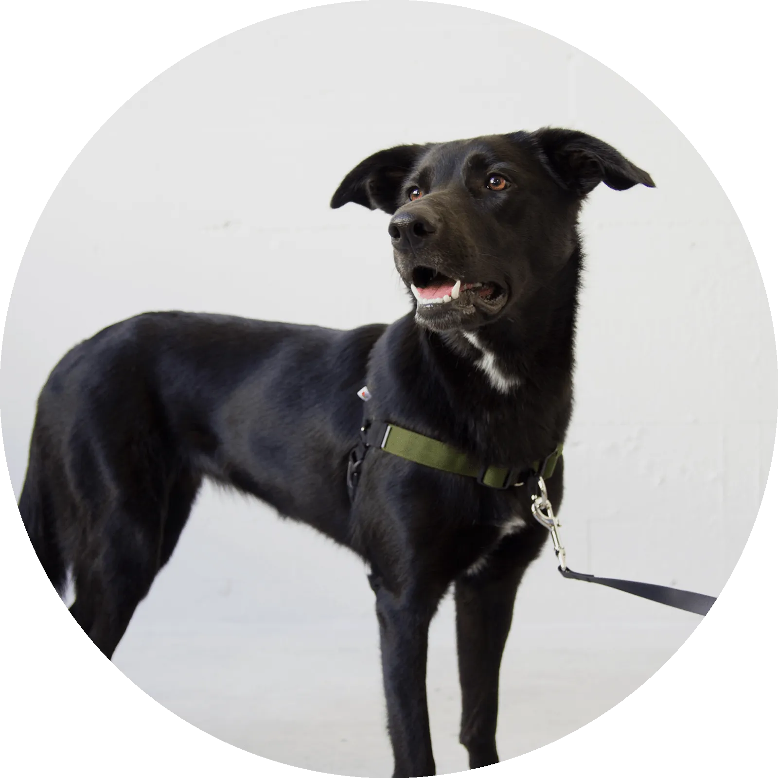 Linden No Pull Dog Harness