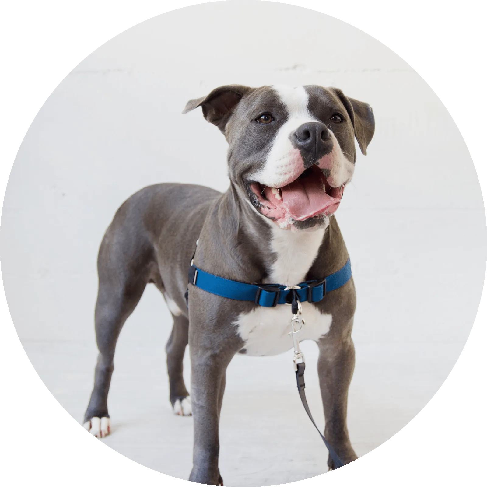 Linden No Pull Dog Harness