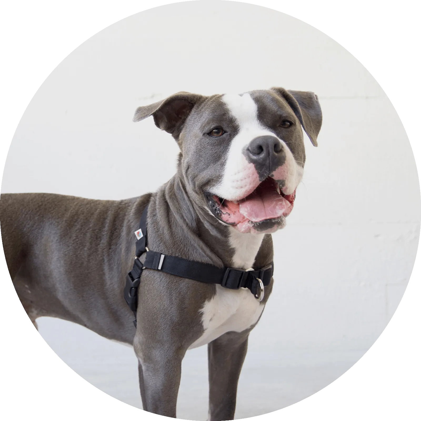 Linden No Pull Dog Harness