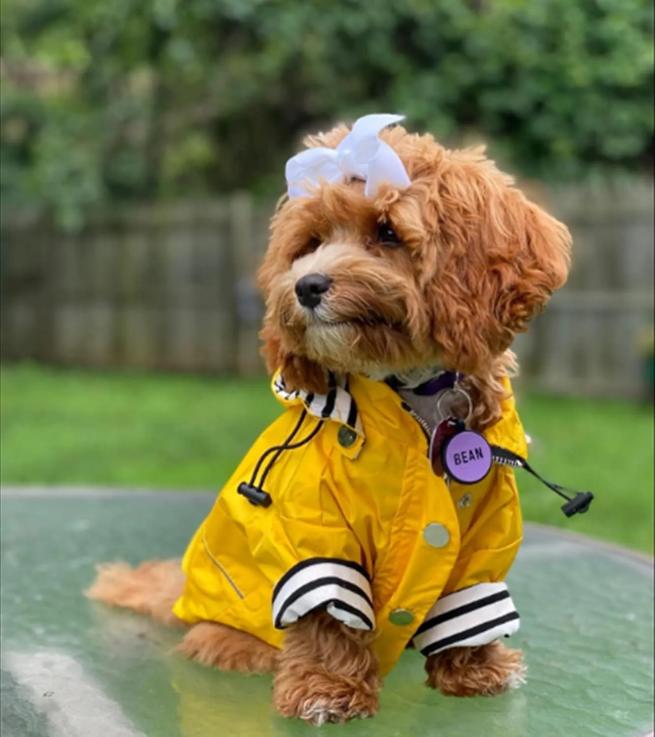 Morezi Dog Zip Up Raincoat with Reflective Buttons, Rain/Water Resistant, Adjustable Drawstring, Removable Hood, Raincoats with Legs 8lbs to 80lbs Available - Yellow - L