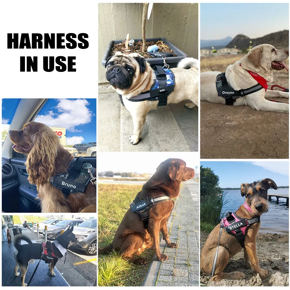 No Pull Dog Harness With Name
