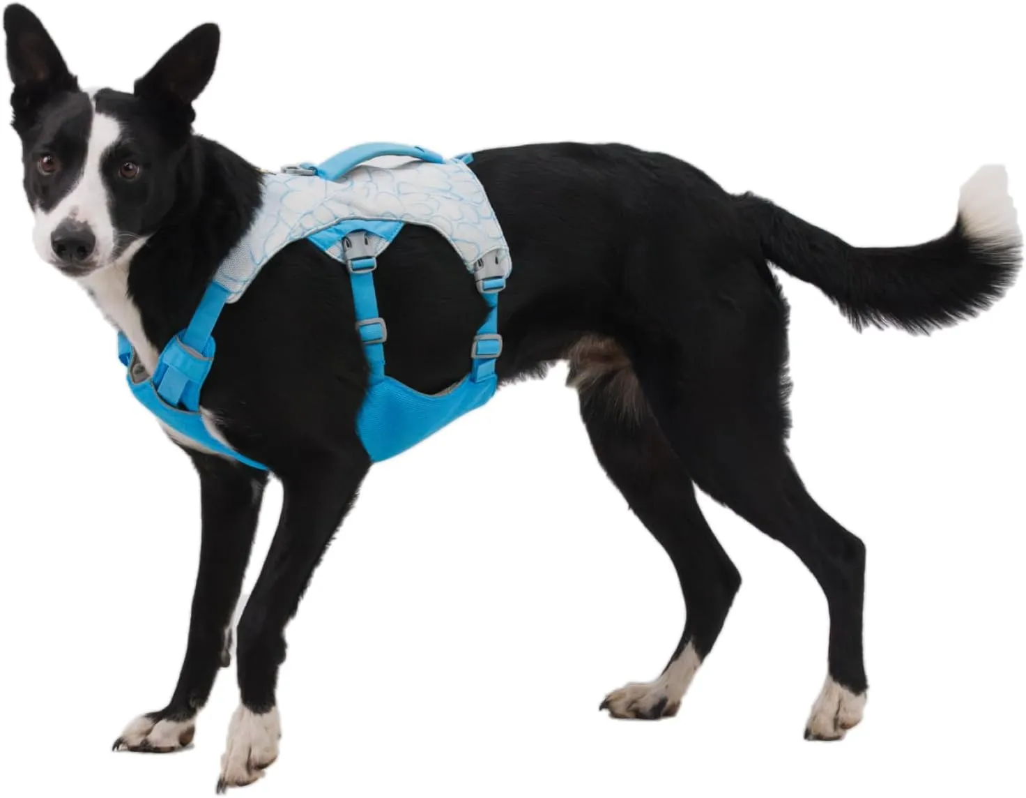 Ruffwear, Swamp Cooler Dog Harness, Lightweight with Evaporative Cooling for Hot Weather, Biolumin Blue, Medium