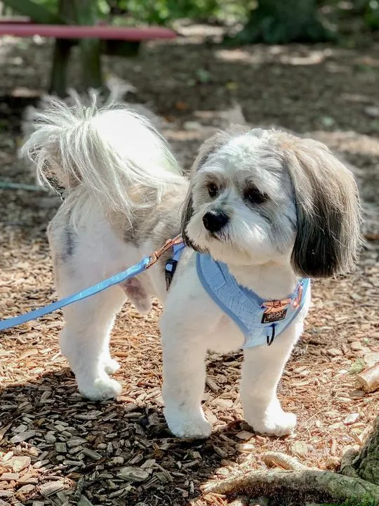 Sassy Woof Adjustable Harness - Blumond