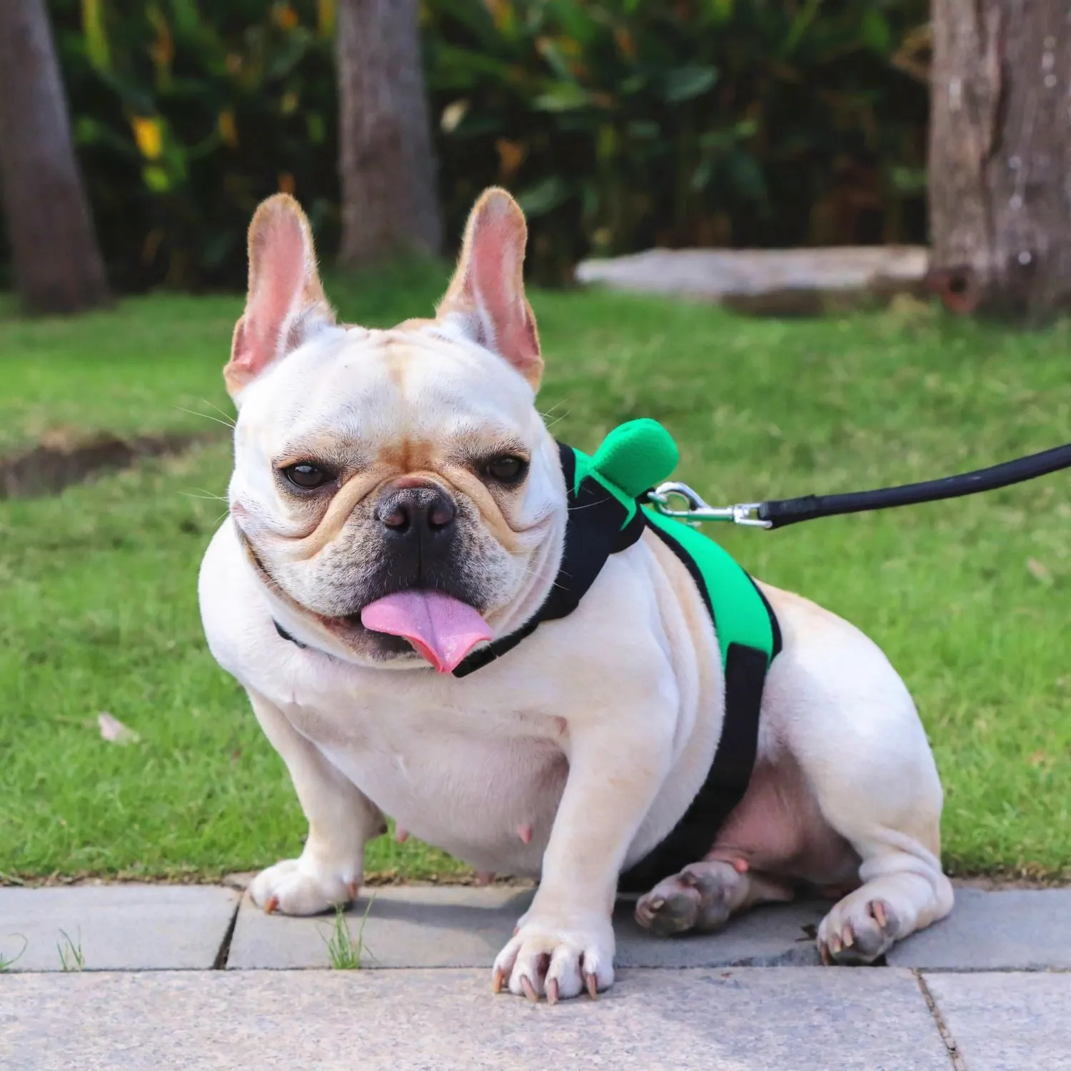Soft Mesh Frenchie Harness with Leash – Escape-Proof Durable and Stylish Fit