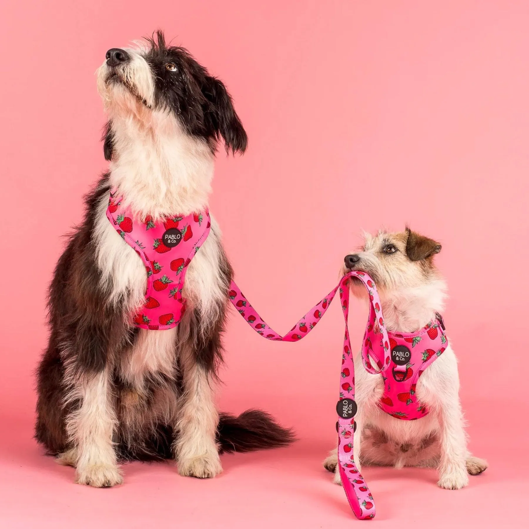 Strawberries Adjustable Harness